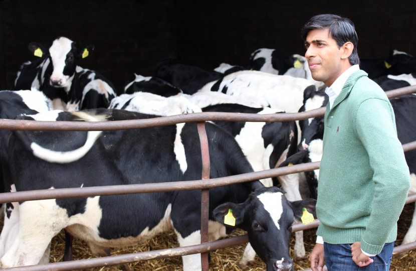 Rishi Sunak and dairy herd